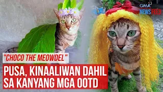 "Choco the MEOWdel" Pusa, kinaaliwan dahil sa kanyang mga OOTD | GMA Integrated Newsfeed