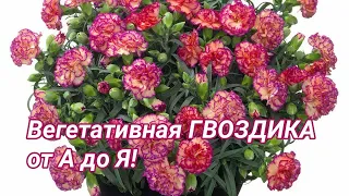 Вегетативная ГВОЗДИКА от А до Я.