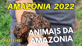 BACK TO THE MANGUEIRA COMMUNITY (PART 48) AMAZON ANIMALS