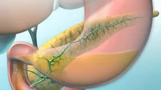 Dual Roles of the Pancreas