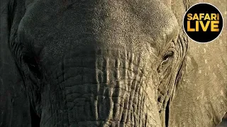 safariLIVE - Sunset Safari - September 1, 2019