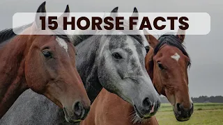15 Interesting Horse Facts You Probably Never Knew! |  FACTS About HORSES You Didn't Already Know