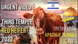 5 красных телиц прибыли в Израиль 🇮🇱 15 сентября, 2022