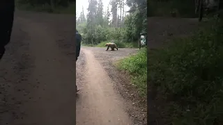 Encountering a bear on the trail in brooks falls Katmai national park Alaska