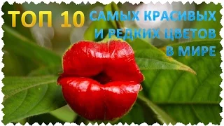 ТОП 10 Самых красивых и редких цветов в мире