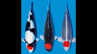 How to distinguish JAPANESE KOI - LAI KOI - F1 KOI