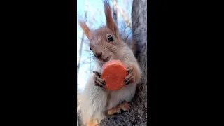 Едим морковку / Eating carrots