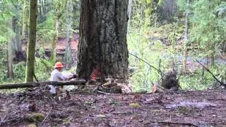 Logging in Washington State - April 2014