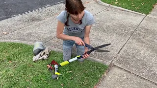 Hedge shears, how to sharpen and clean garden tools