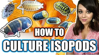 HOW TO CULTURE ISOPODS - Breeding and splitting an isopod colony!