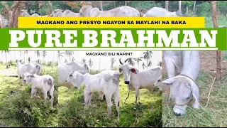 BRAHMAN PURE BREED | MAGKANO ANG BILI NAMIN SA MAG INA NA BAKA | MAGKANO  PRESYO SA MAYLAHI NA BAKA?