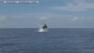 Humpback whale spotted off Clearwater Beach by fisherman