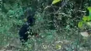 PENNSYLVANIA BIGFOOT FOOTAGE