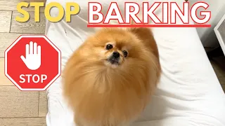 How To Stop Attention Barking