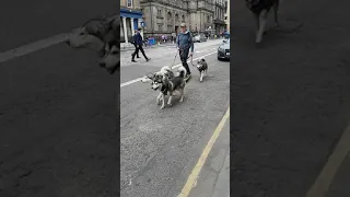 Huskies pulling a longboard.