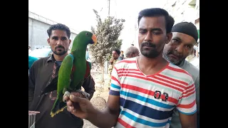 Sunday Lalukhet Birds Market Latest Updates | Urdu/Hindi | PBI Official