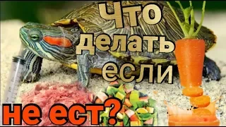 Что делать если красноухая черепаха не ест
