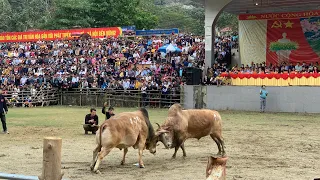 Trận tranh giải Nhất hạng B ch.ọi bò huyện Bảo Lâm - Cao Bằng. Rất kịch tính và hấp dẫn