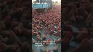 Chinese farmer takes his 70,000 chickens out for excercise