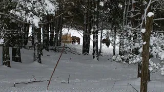 Зубры в лесу под Чернобылем.