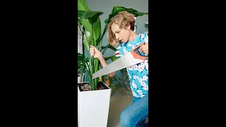 ✂️ How To Prune Bird Of Paradise Plant #Shorts