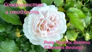 Совершенство и стойкость - роза Чандос Бьюти (Chandos Beauty). Питомник растений Е. Иващенко