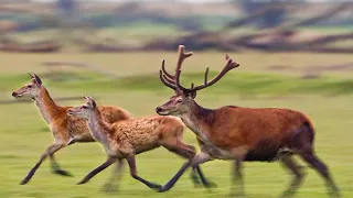 Europa Selvagem - Animais Selvagem  Força da natureza.