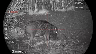 HIKMICRO ALPEX LRF 4K hunting scene - wild boar