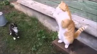 Русские коты  Russian cat