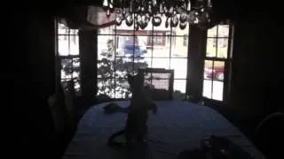 Kitten fighting a chandelier