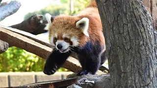 レッサーパンダ展示場リニューアル後のイチゴ／野毛山動物園