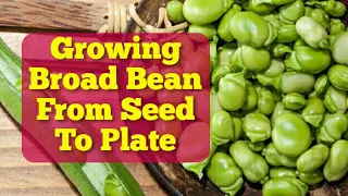 Complete Guide: How To Grow Broad Bean | From Seed To Plate | The Movie