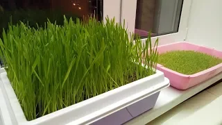 Вырастить траву дома зимой.Трава для кота)
