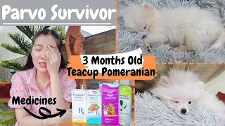 Vlog #249 - Peanut’s Parvo Journey! 3 Months Old Teacup Pomeranian! Mga Gamot ni Peanut!