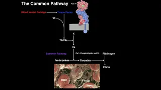 Direct Fibrinolysis: The Plasmin Pathway