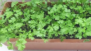How to plant parsley seeds? Growing parsley in pots. How to grow parsley in pots? on the balcony,
