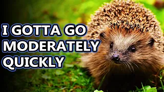 Hedgehog facts: gotta go fast (maybe) | Animal Fact Files