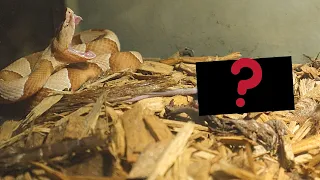 |Live Feeding| Venomous Copperhead Bites Mouse Insane Reaction!!!