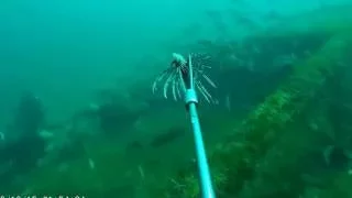 Lionfish Kill   Panama City FL Oct 2016