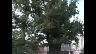 Деревья - памятники живой природы. Астраханская обл.