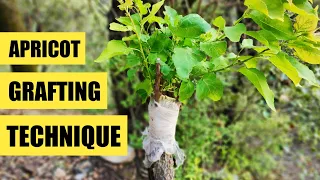 How to graft an apricot tree | Apricot Grafting