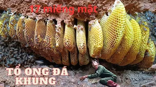 lần đầu tiên được bắt tổ ong đá khủng 17 sáp mật|catching a huge stone honeycomb 17 honey wax