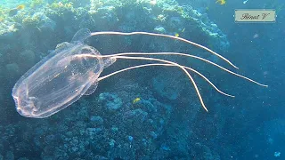 Méduses Carybdea marsupialis