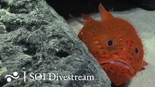 Seamount SFX Deep | SOI Divestream 640