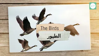 birds| Kids Cartoon | Kids Movies|  life wild