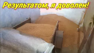 Кормление свиней зерном с поля! Результаты СУПЕР!