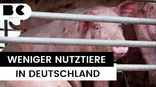 Schweinebestand in Deutschland auf Rekordtief