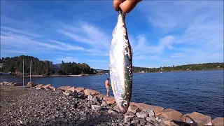 Fiske Sild i Oslo - Diverse klipp - Herring fishing compilation - Summer Norway 2021