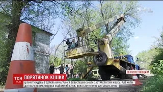 На Дніпропетровщині містяни цілий день рятували кішку, яка видряпалася на 20-метрове дерево