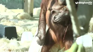Critically-endangered Orangutan Delivers Baby || Dogtooth Media